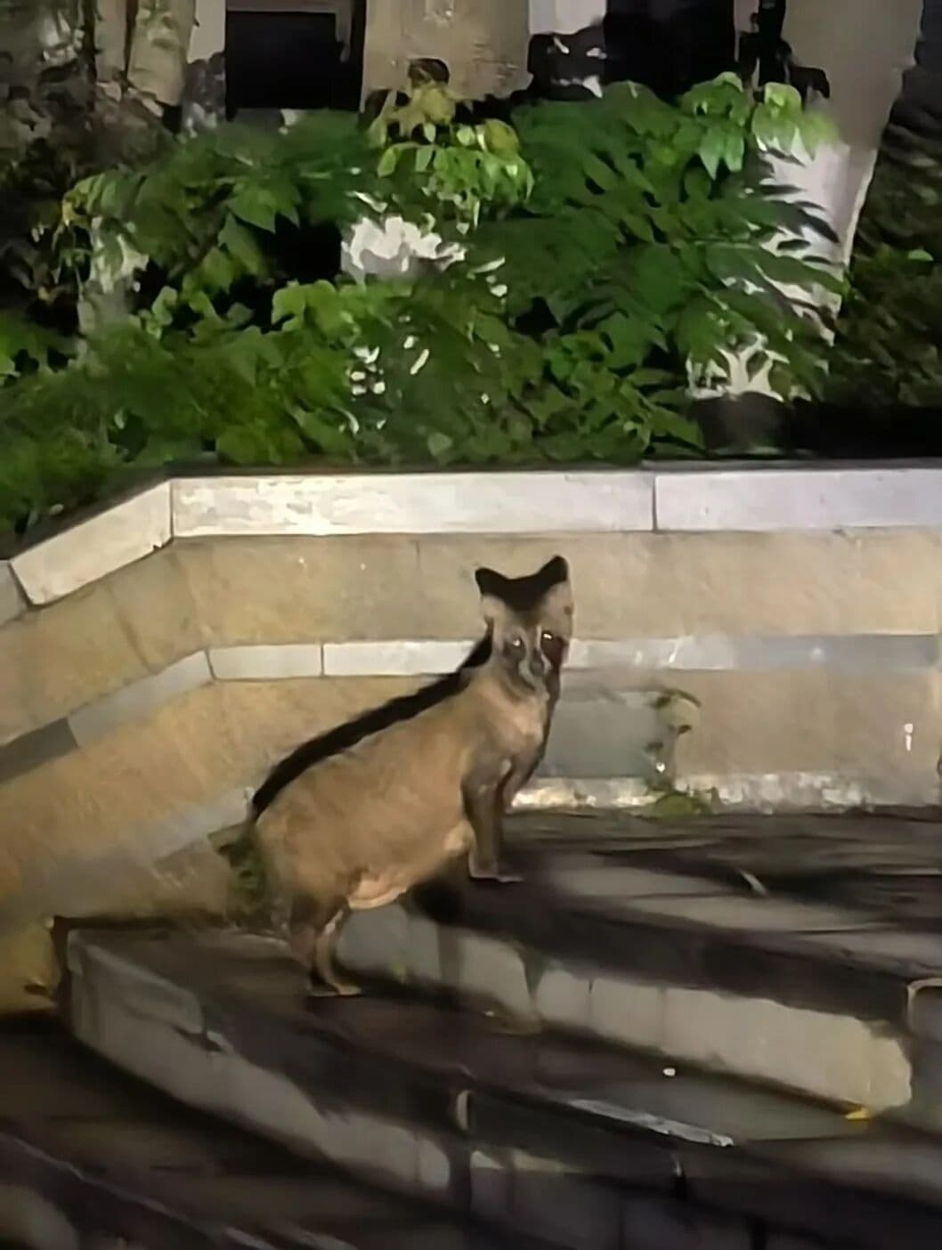 这个夏天，在秦岭山林中书写人与自然的民族志