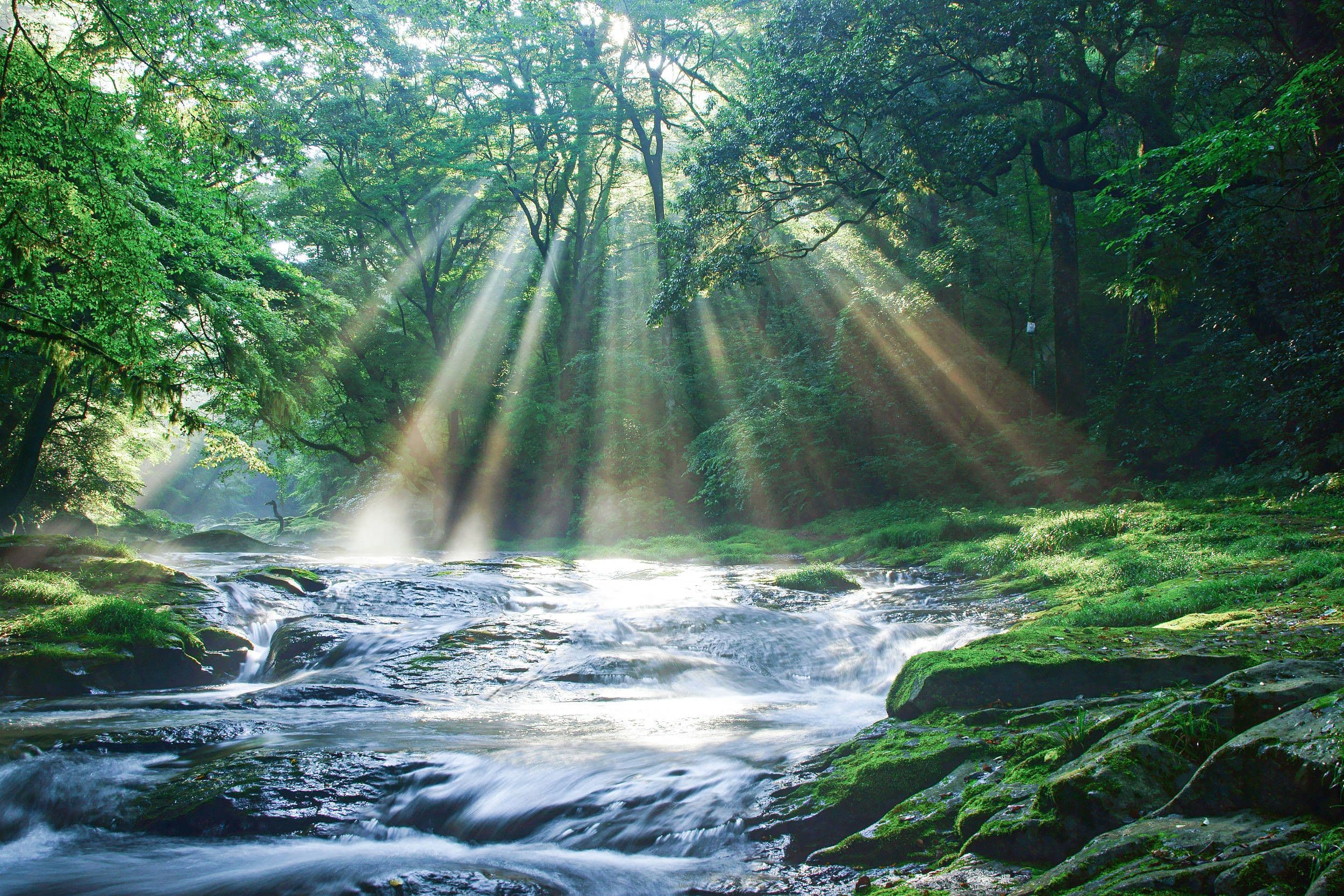 森林之思：秦岭南麓的多物种共生与本体论场域